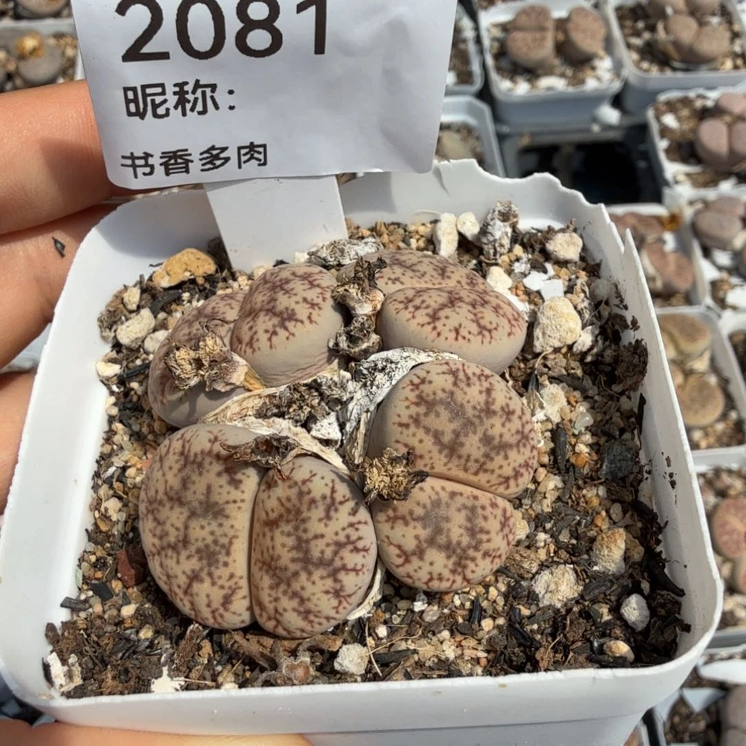 ぃ***迪多肉植物多肉植物多肉植物