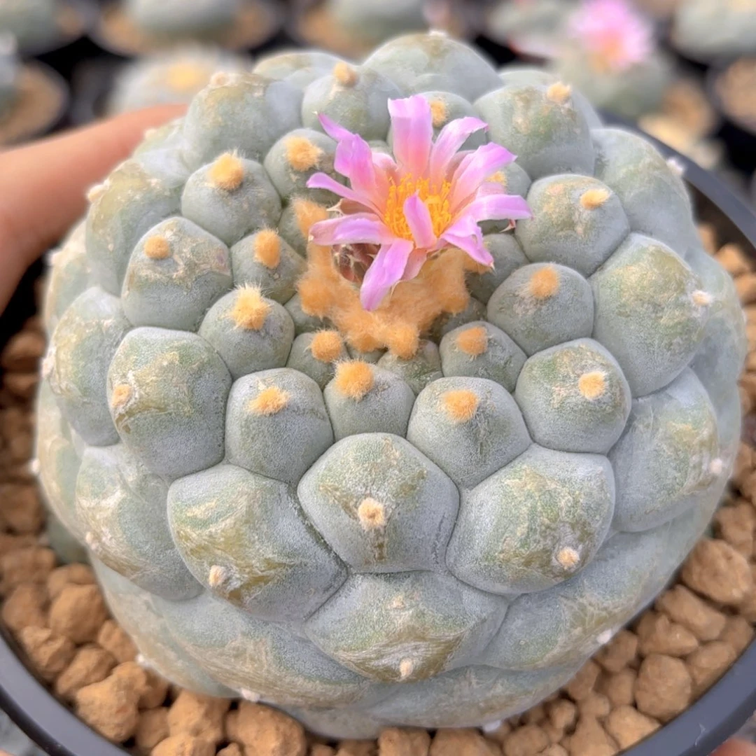 佛头G g g g g g g g g g