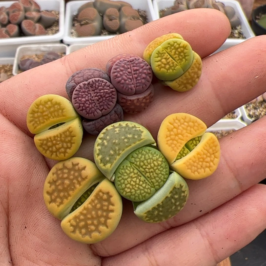 0309号7颗 多肉植物