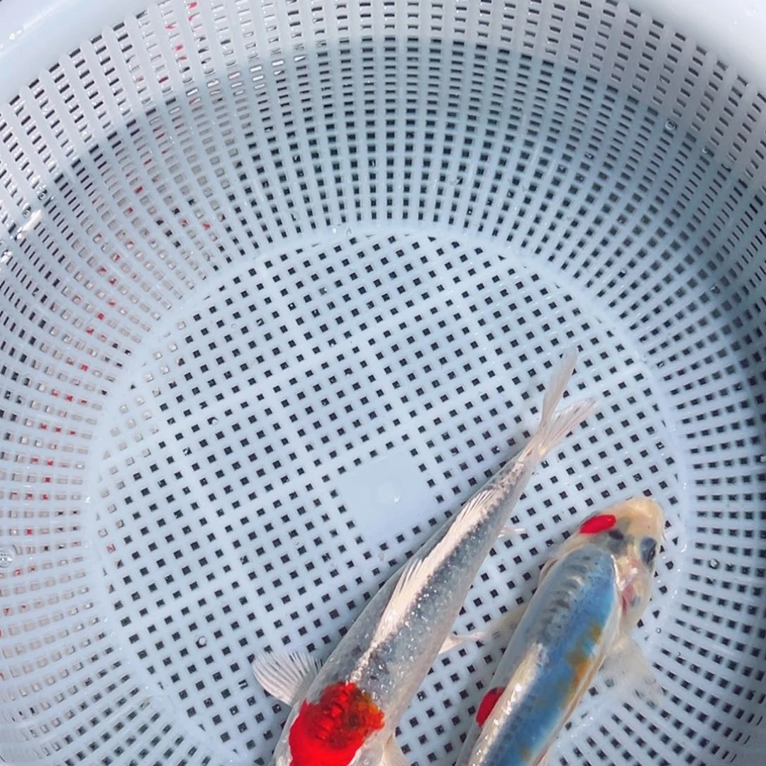 锦鲤锦鲤观赏鱼1111
