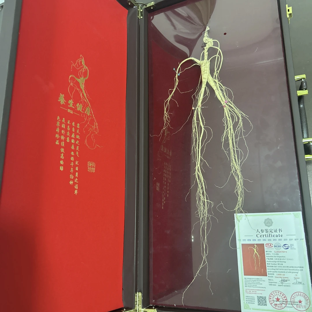 60cm规格人参-精品礼盒国检二等