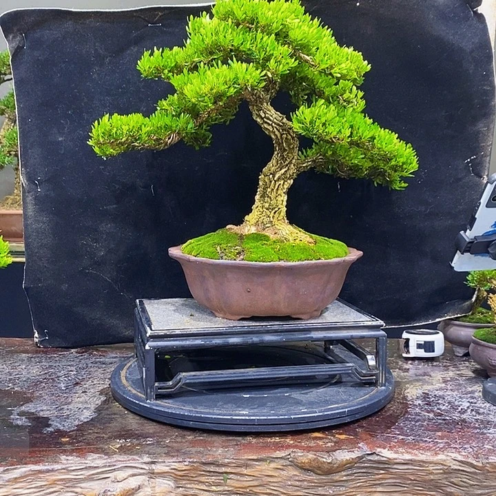 无花朵M黄杨盆景四季常青