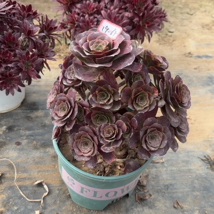 19-67枚金多肉无售后