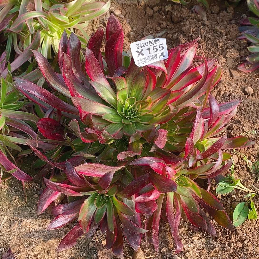 155孔雀锦惊鸿多肉量拍 10