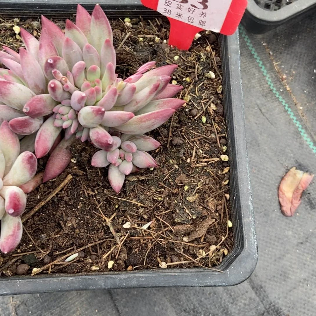 柒*负面热天绿绿绿绿克