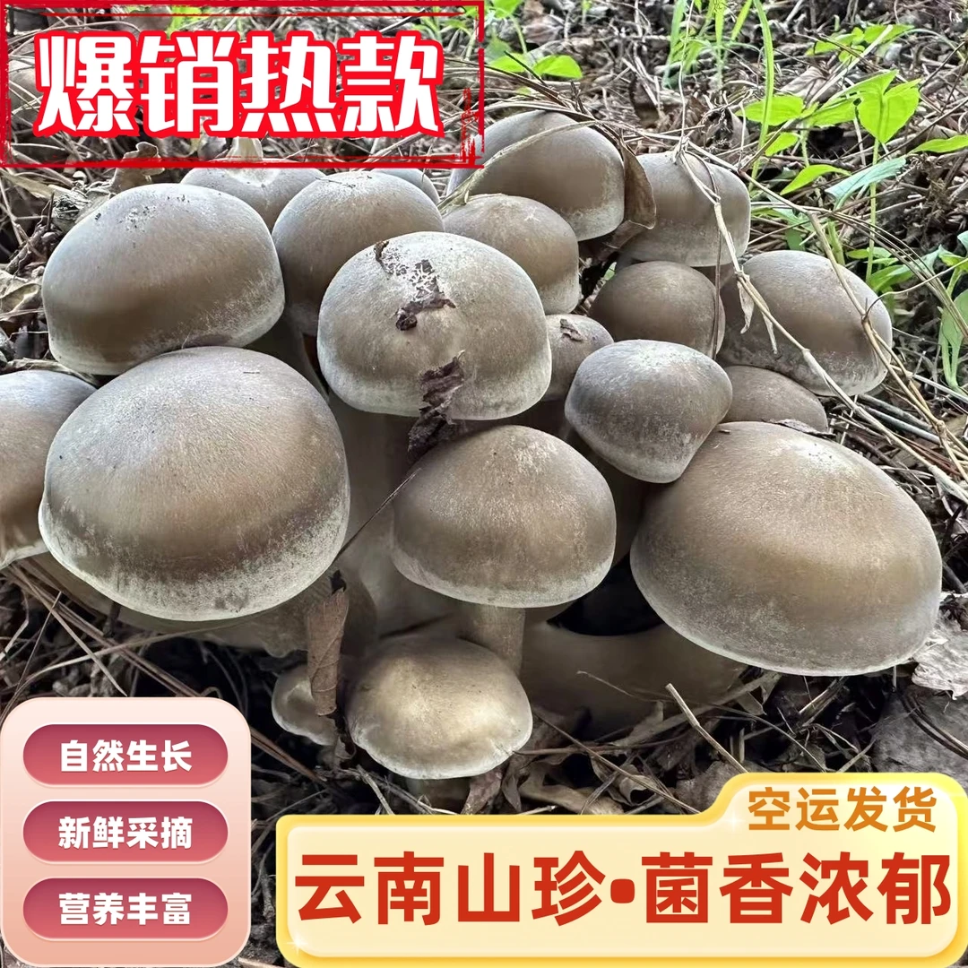 云南特产一窝菌菌子，仿野生种植新鲜蘑菇现货航空发货