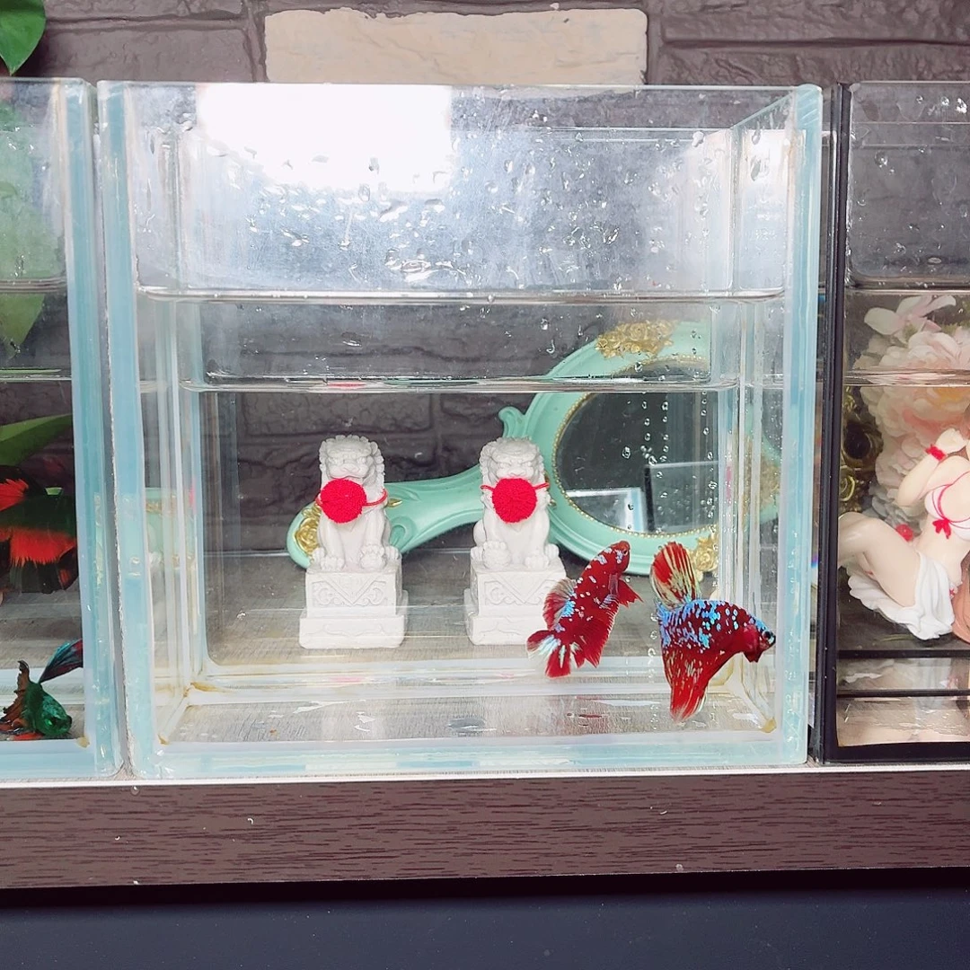 斗鱼彩金半月公鱼