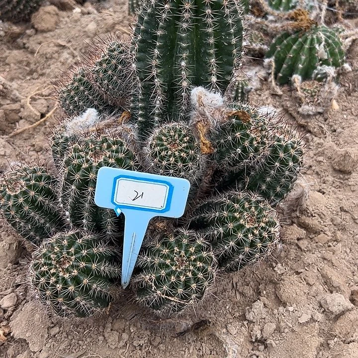 花***子21号席克氏淑女大群