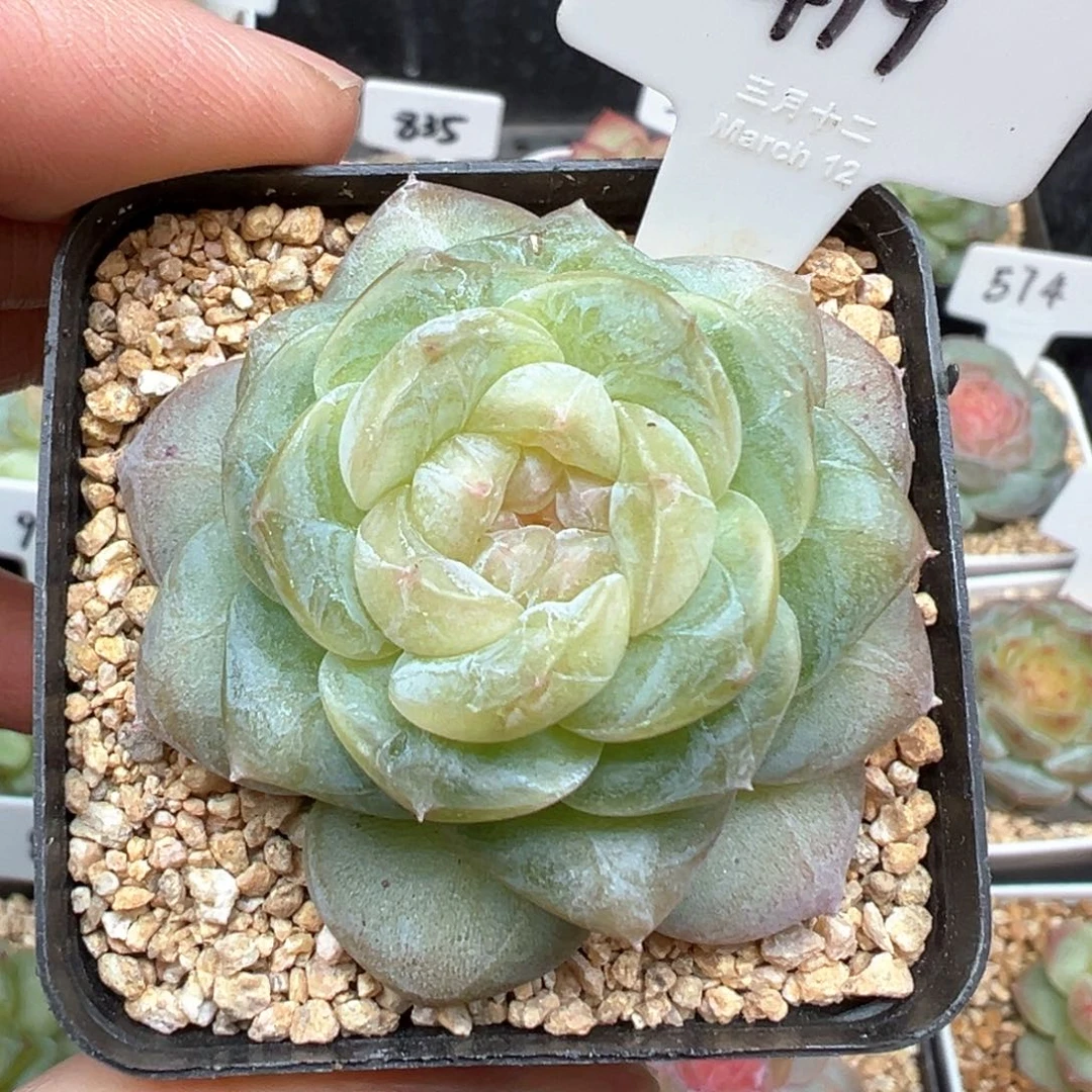 落***枕419号风花雪月系列星月
