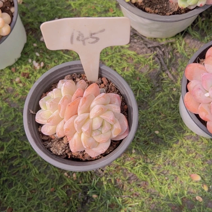 琳*健健康康平平安安