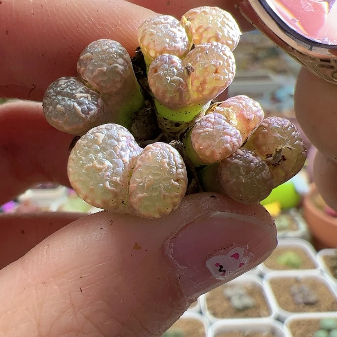 【闪购商品】146 泡泡勋章