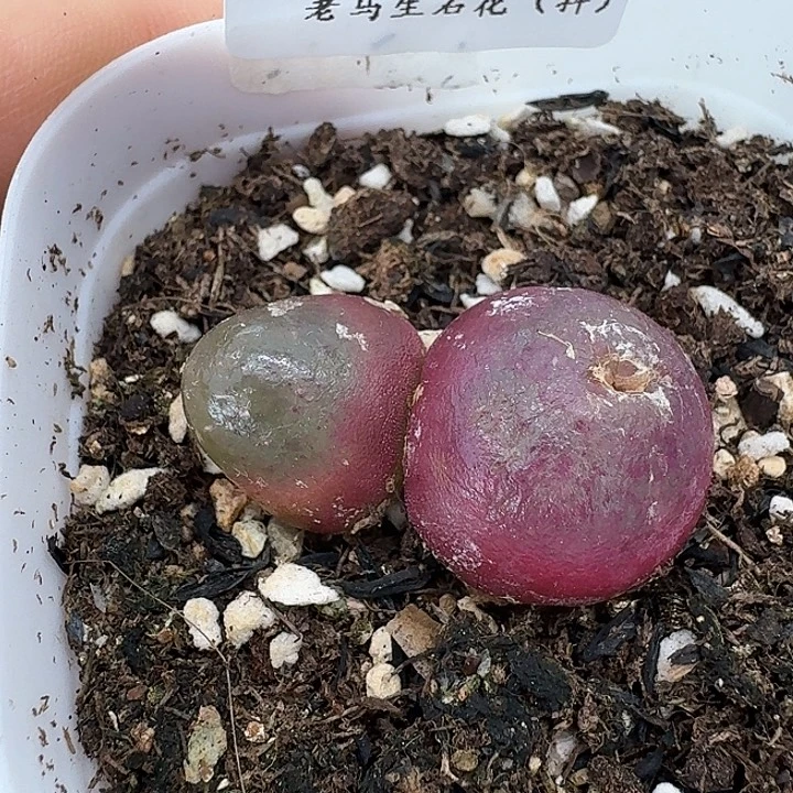 老马生石花双头灯泡2815