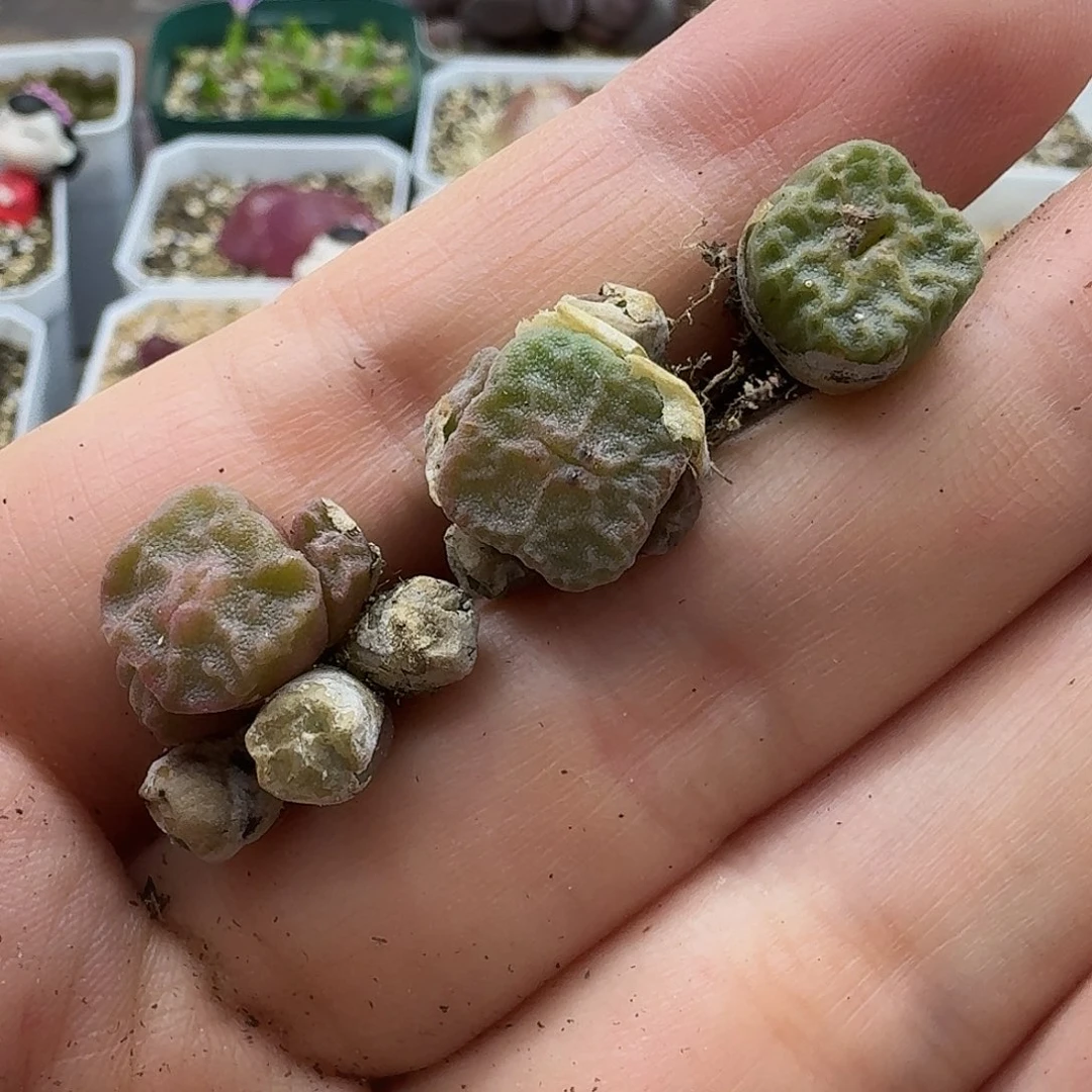 老马生石花方烧835