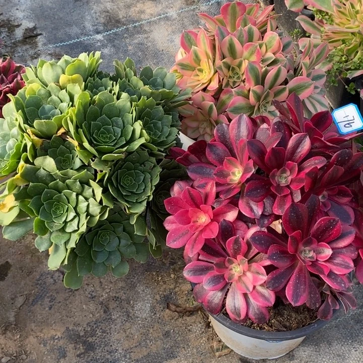 ?****惜176美杜莎，粉女巫，绿羊绒多肉