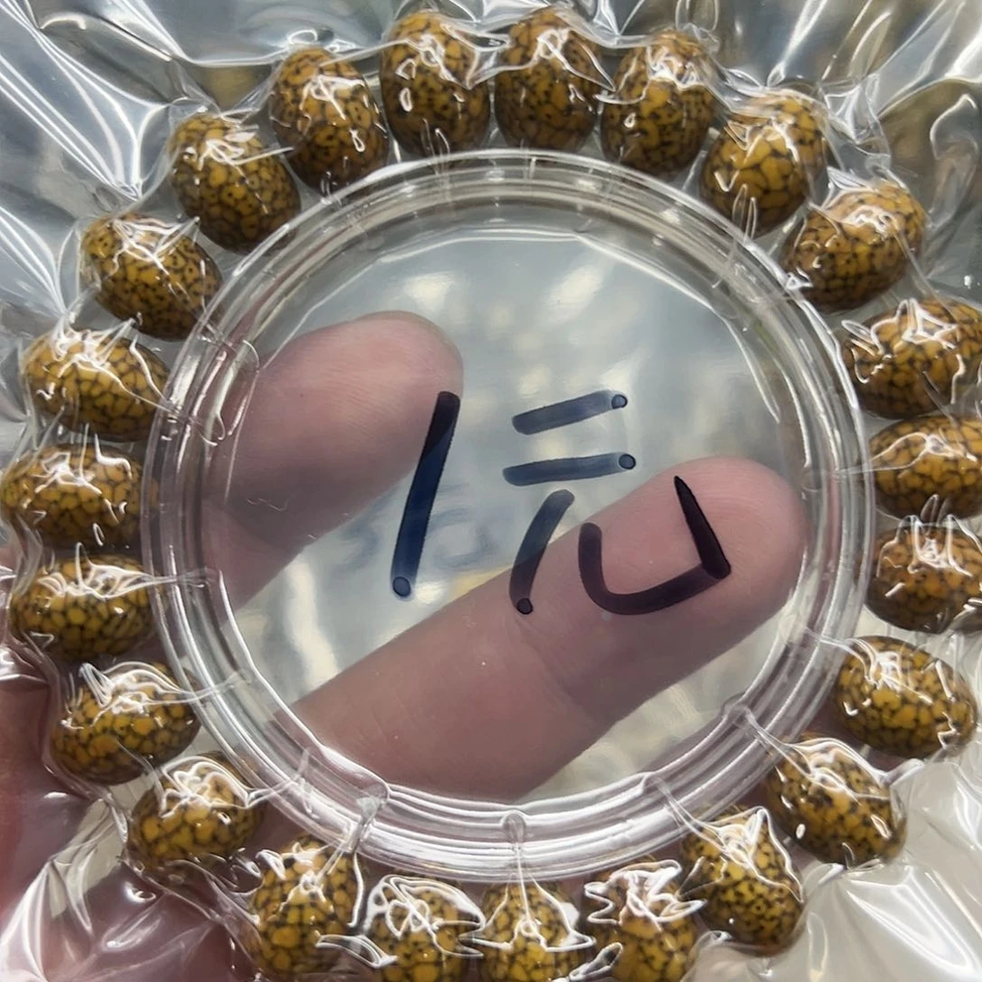 星月菩提手串100星月菩提单圈苹果园