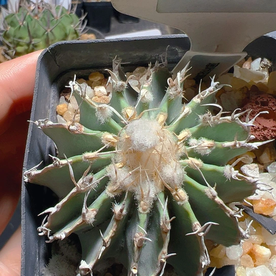 7228薄叶花笼实生裸根发