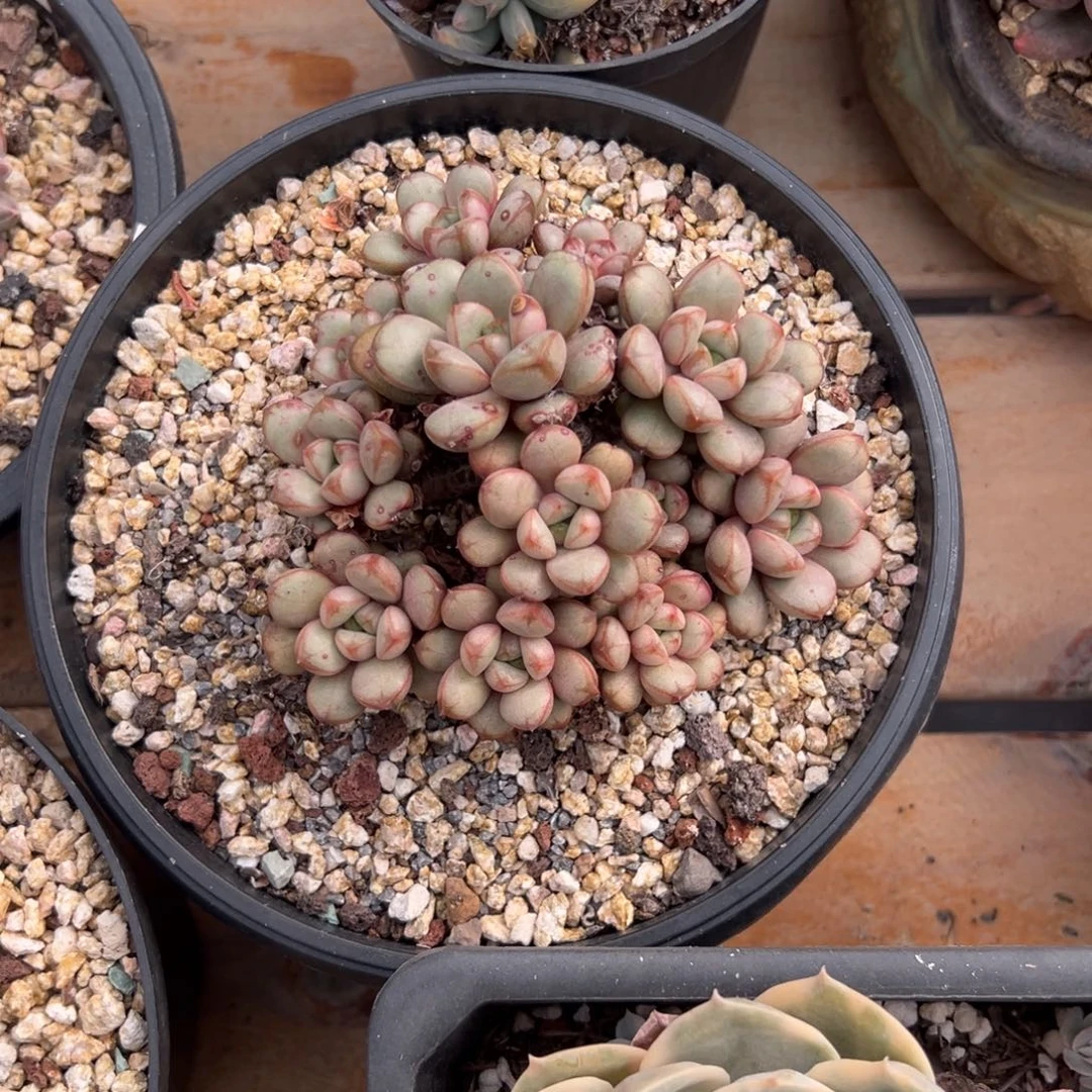 多肉多头葡萄【非偏远地区满18包邮】