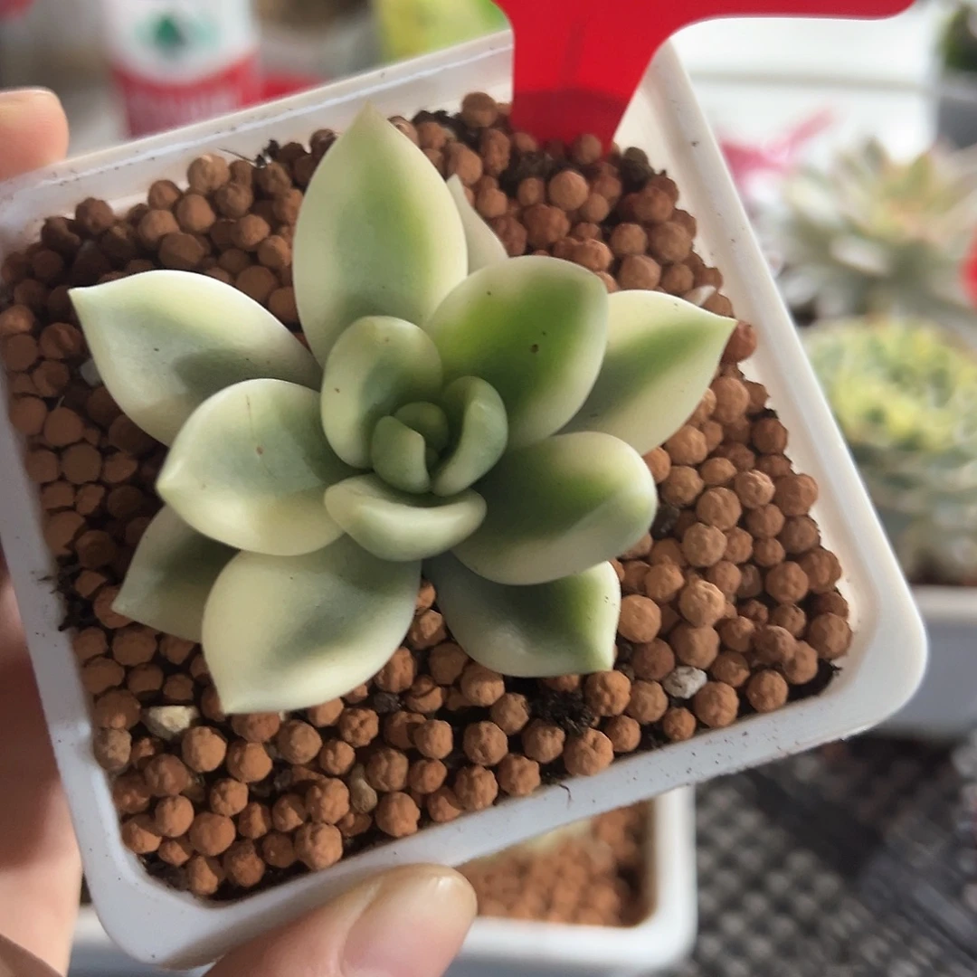 18号助之松锦多肉植物