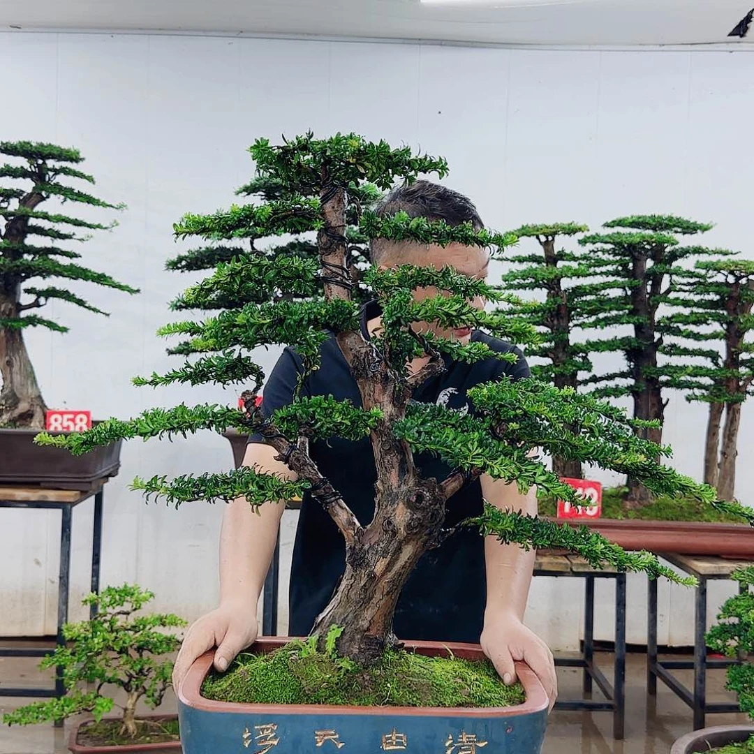 明***言无花朵盆景园林……