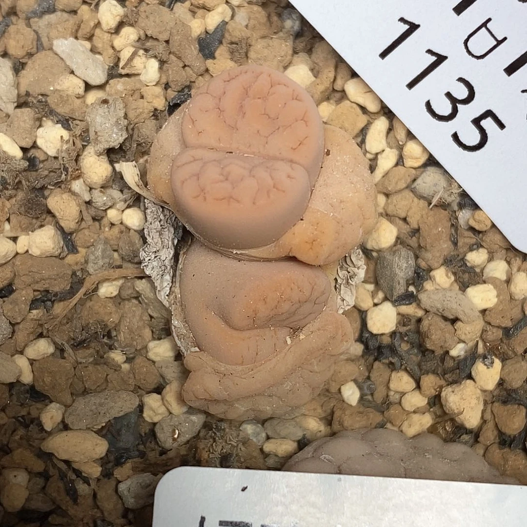 1135。零下拍保温。