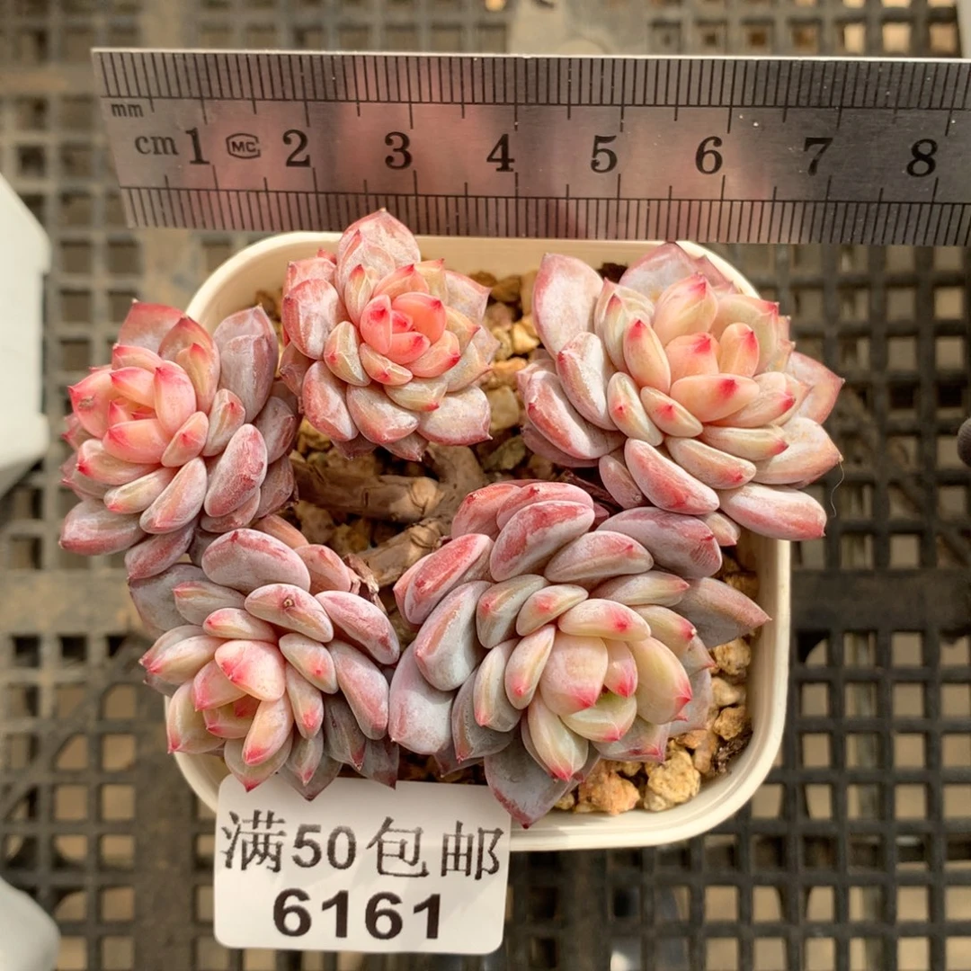 6161。小树桩玉芙蓉五头。