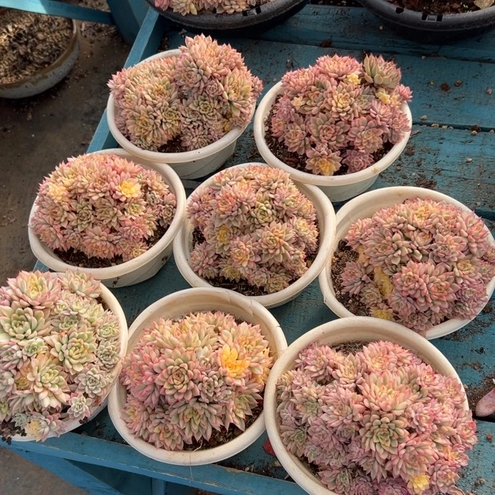 精品多肉植物老桩随机发一棵女雏锦