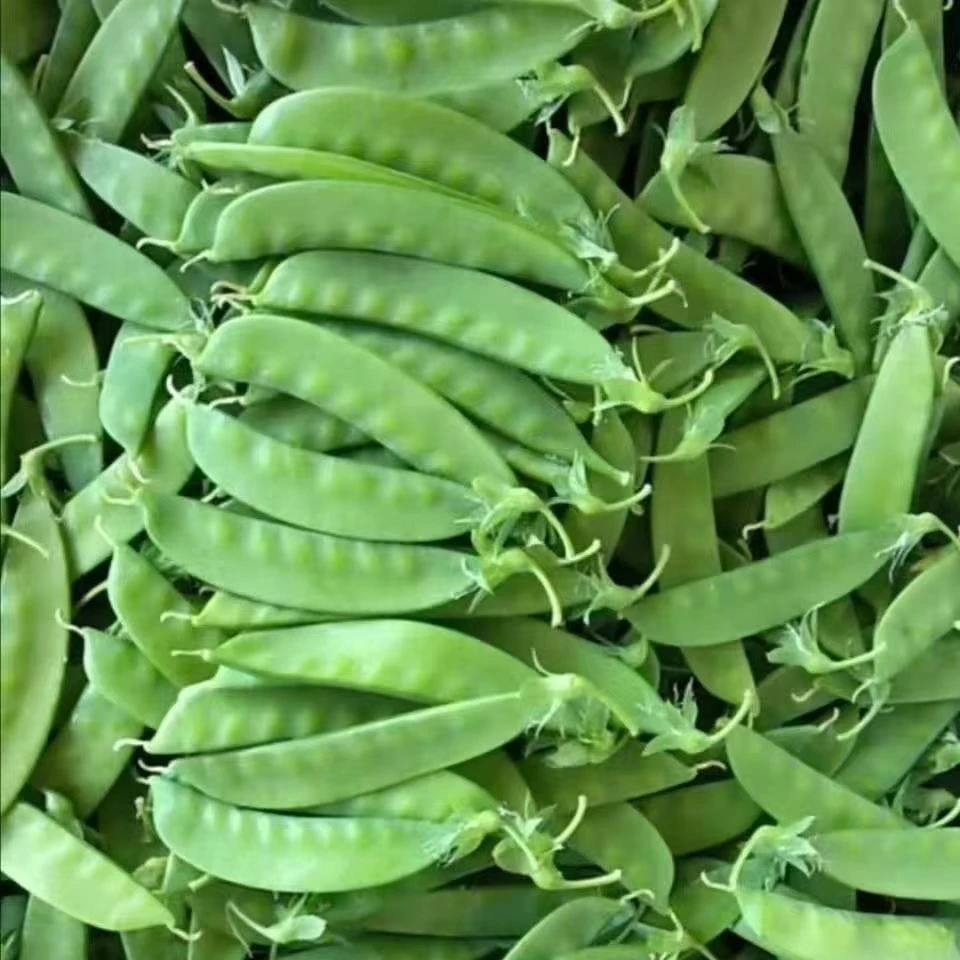 云南现摘新鲜荷兰豆