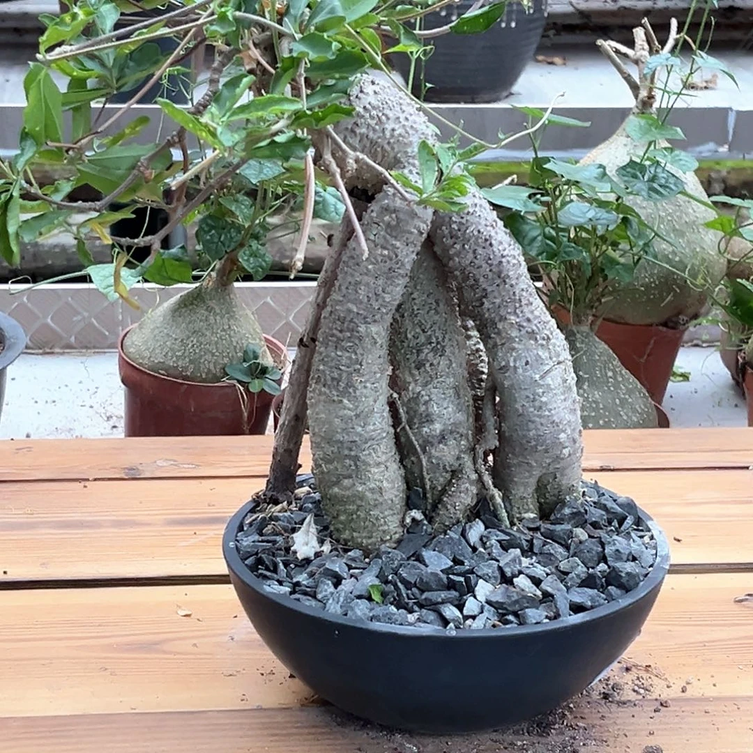 潮流植物火星人，八爪腿