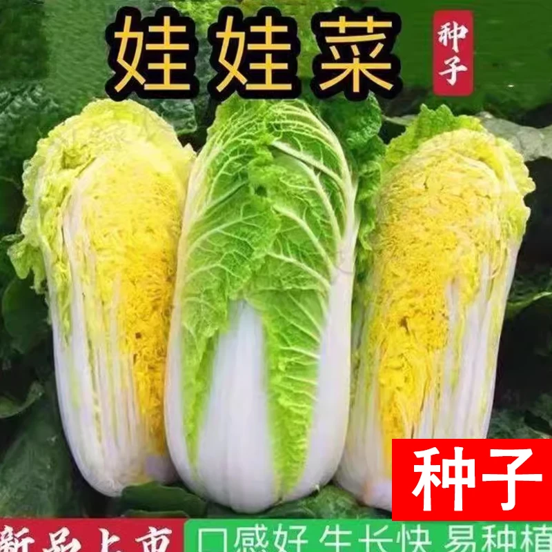 【全店满五包包邮】娃娃菜种子 白菜种子 阳台种菜 盆栽蔬菜 娃娃