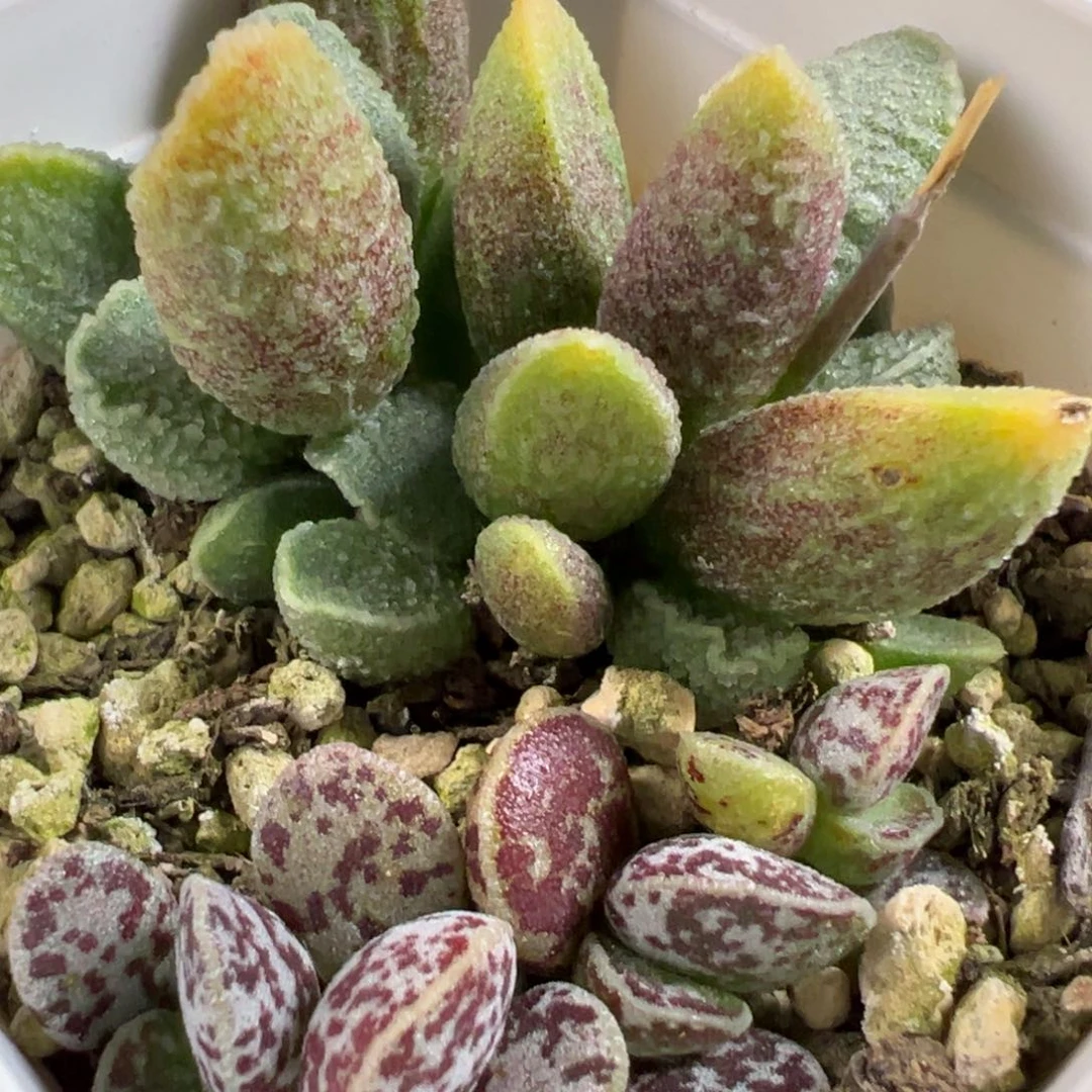 无花朵实生新品加马蛋两颗一起多肉植物