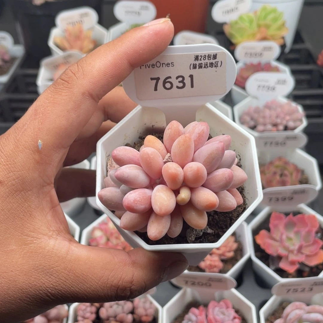 7631粉色恋人4.5厘米