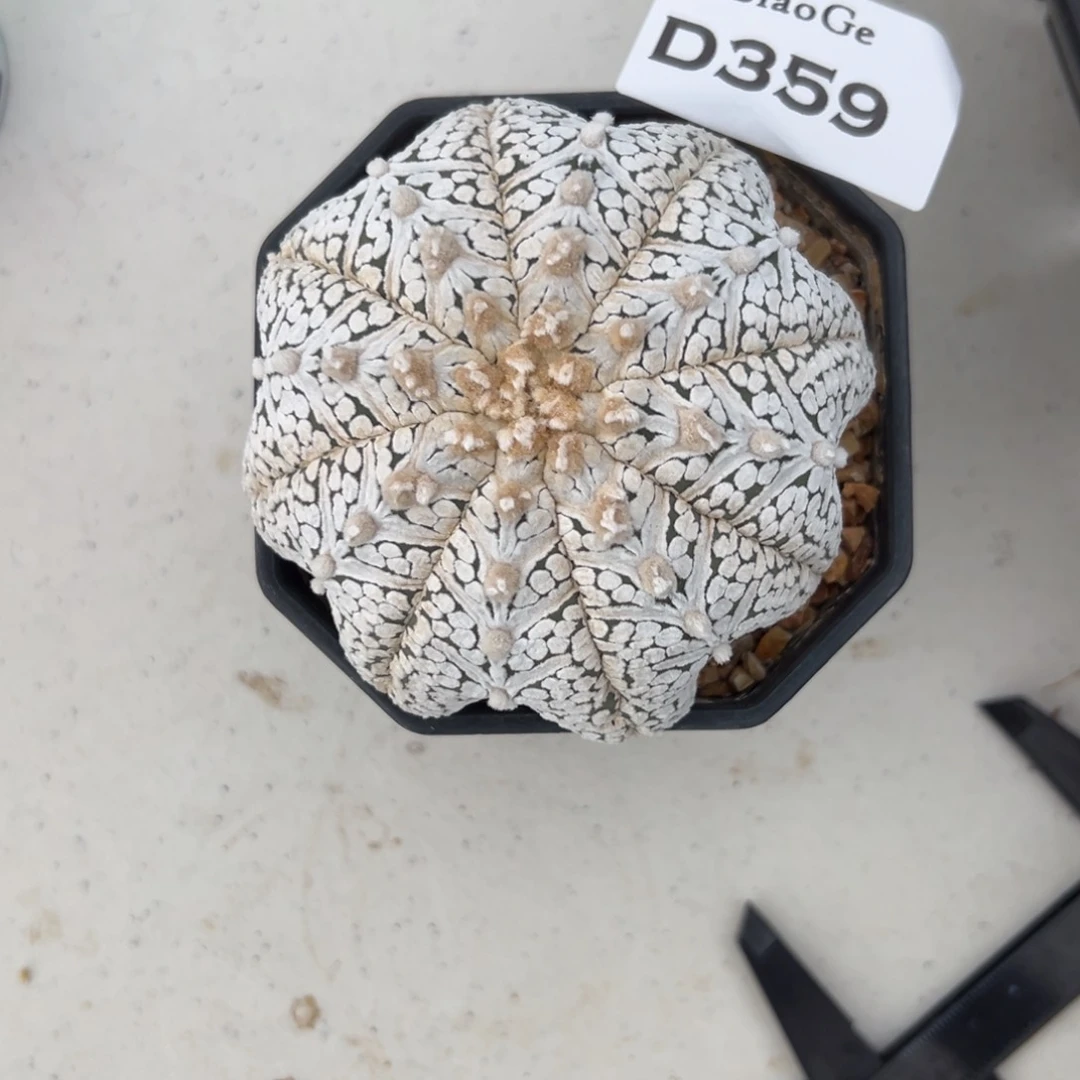 金*月D359号兜仙人球多肉植物