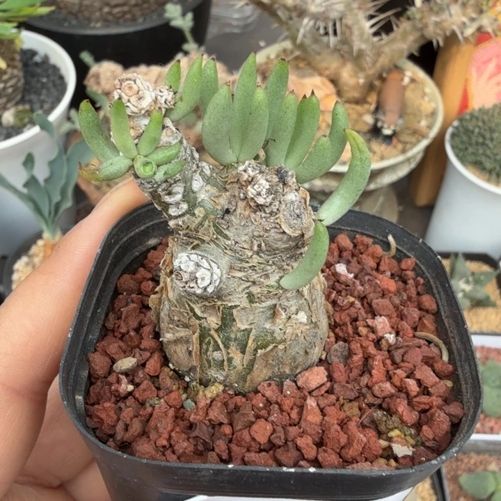 白象奇峰锦（满28包邮）