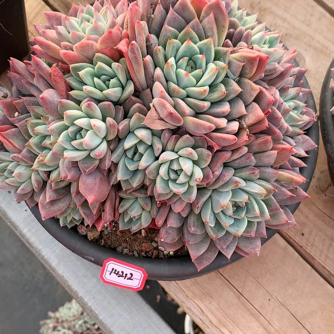 ＜****时14212全明星杂交