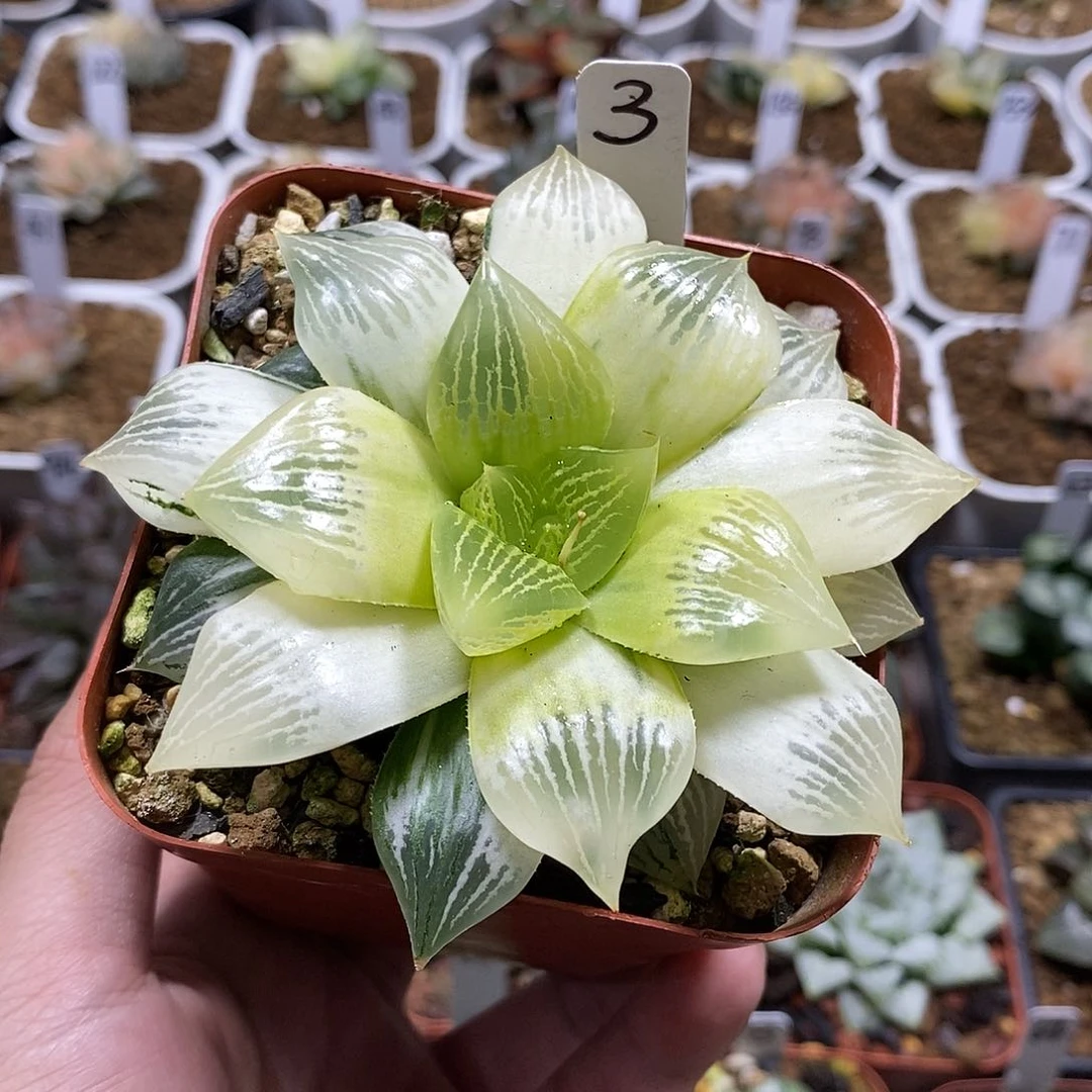 3玉露寿哈哈哈哈哈