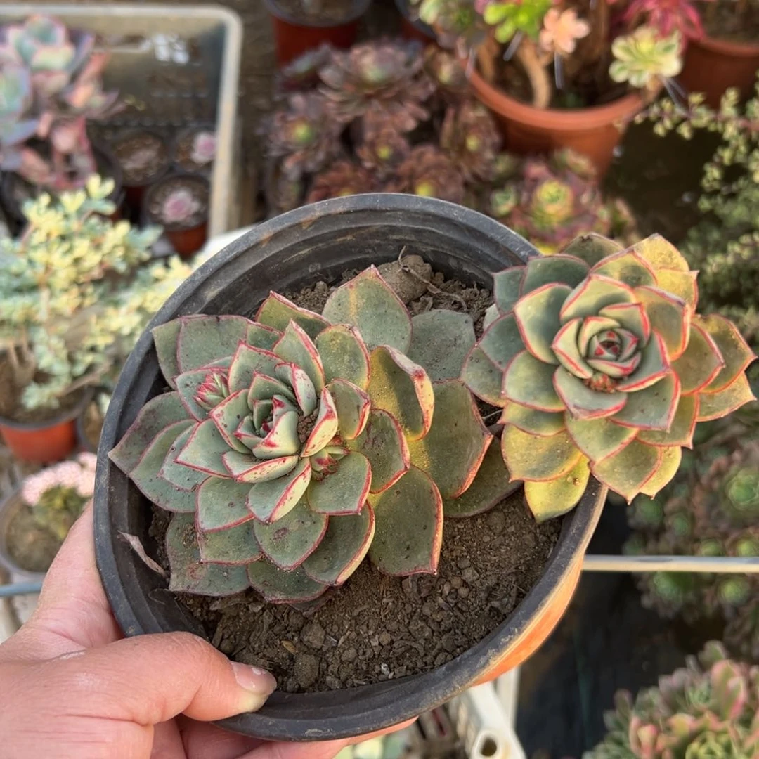 多肉植物斗牛双头