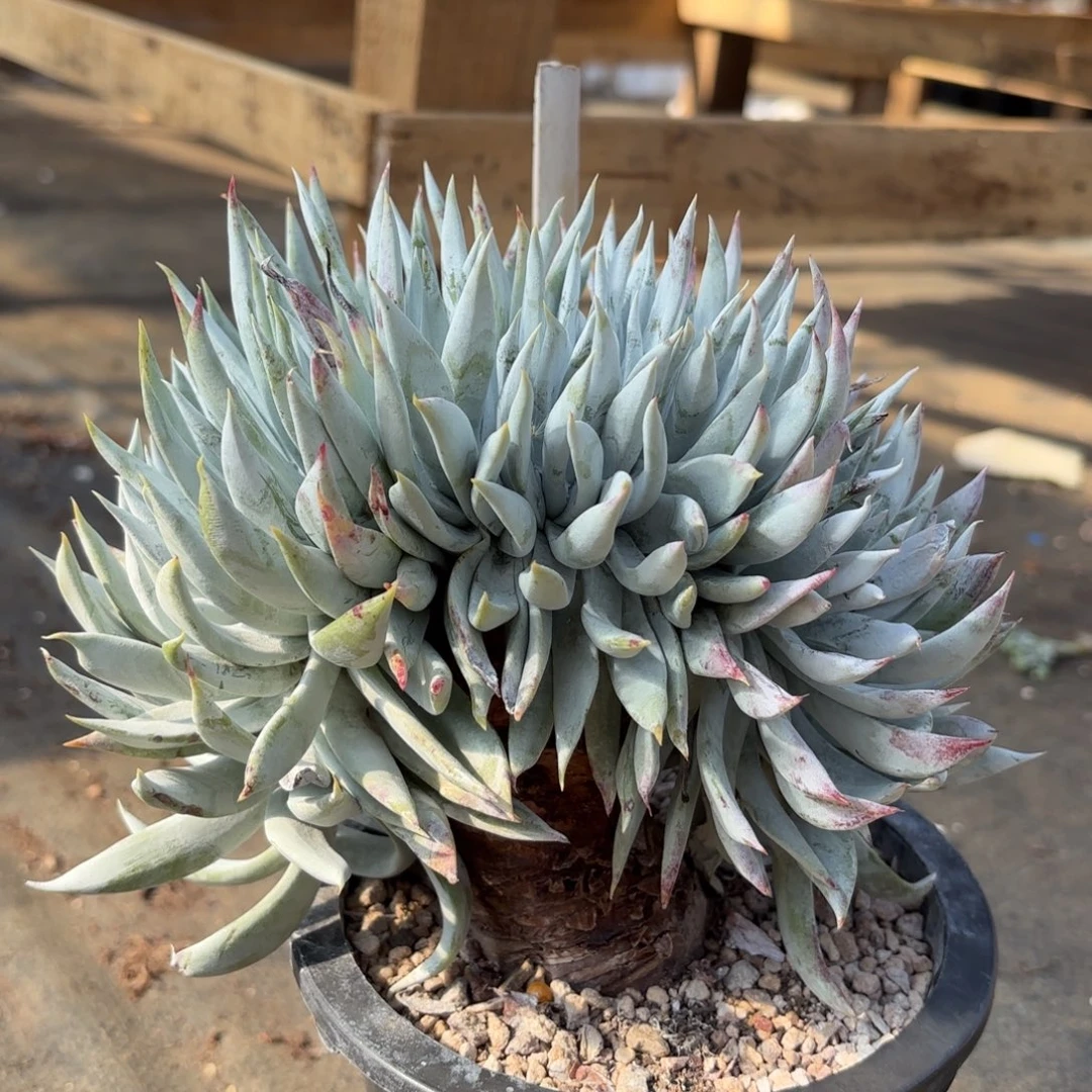 雪山杂，仙女杯多肉