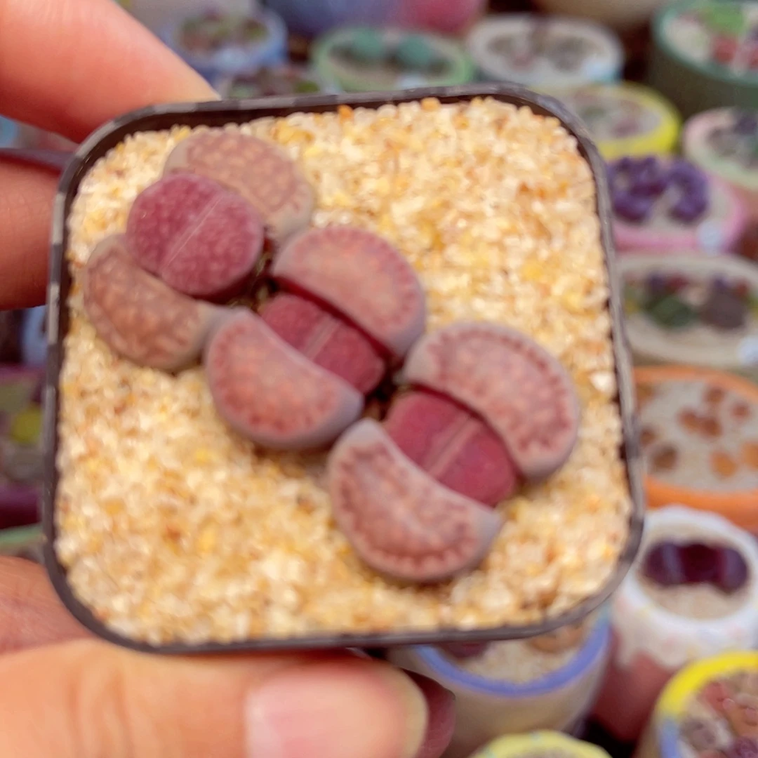 886. 666666666677777