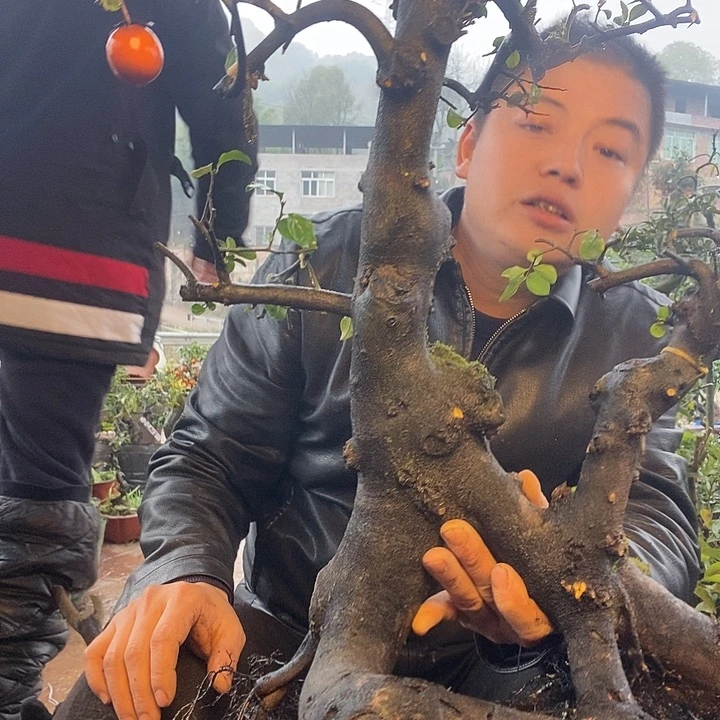 无花朵金弹子盆景艺术作品