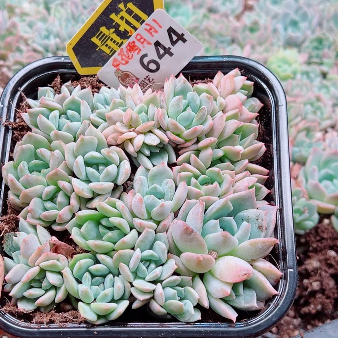 多肉植物多肉植物