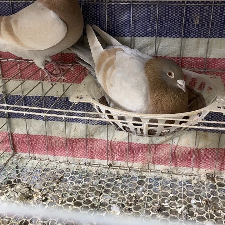 珍珠鸡偏远地区不发货