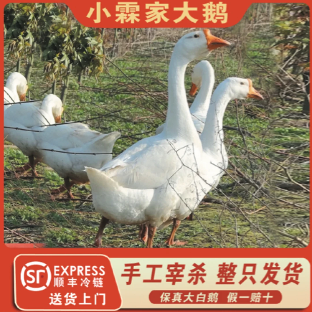 大白鹅 农家散养溜达鹅 手工宰杀6斤左右  整只发货带心肝