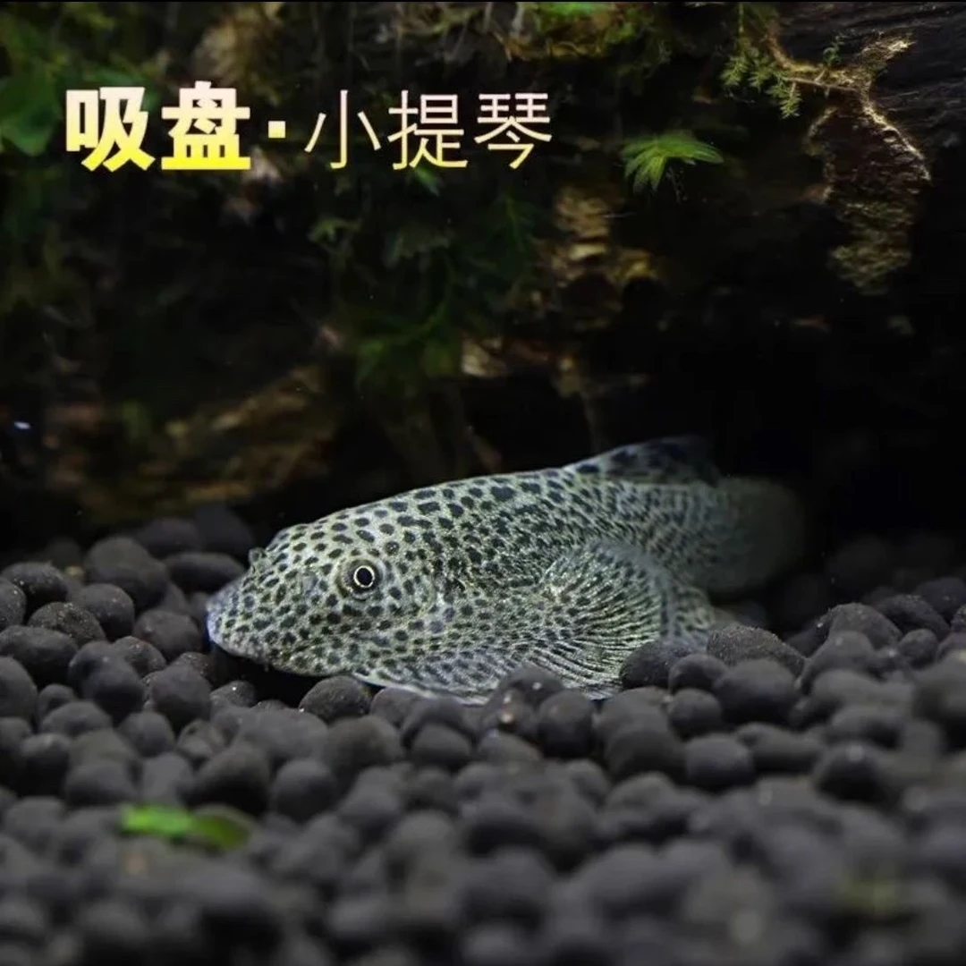 陕西发货爬岩鳅双吸盘枇杷工具鱼冷水清洁鱼清藻清苔可混养好养