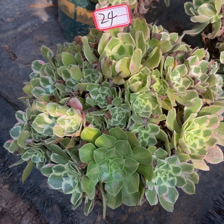 24女妖多肉植物法师