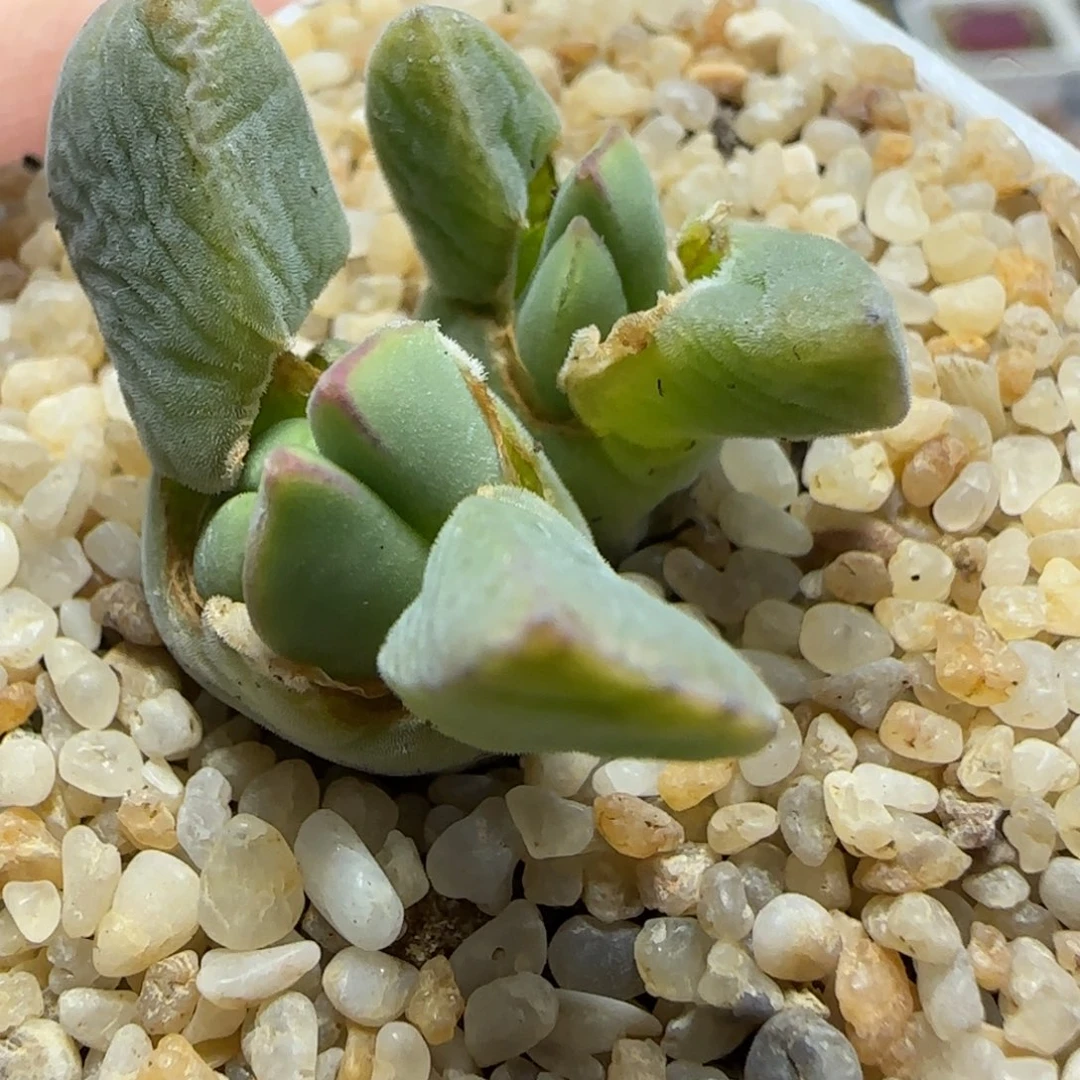 2.1号多肉大眼睛杂985猪蹄12号