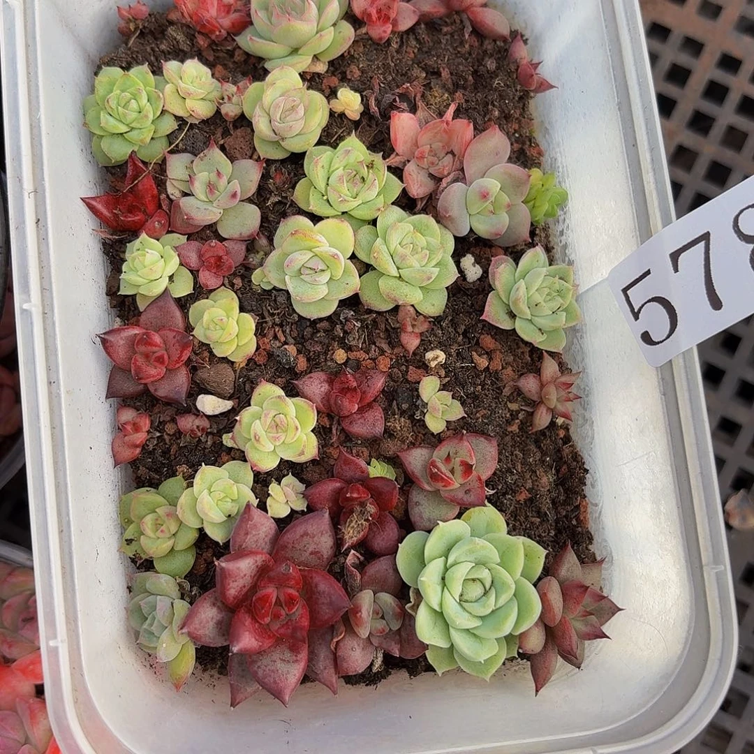 多肉植物多肉植物578