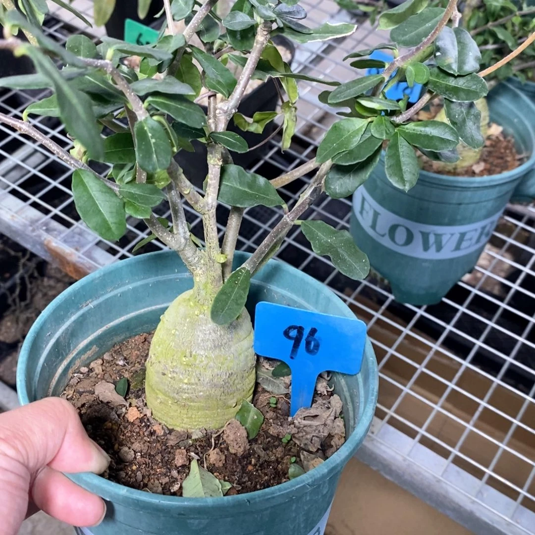 火星人多肉植物一个