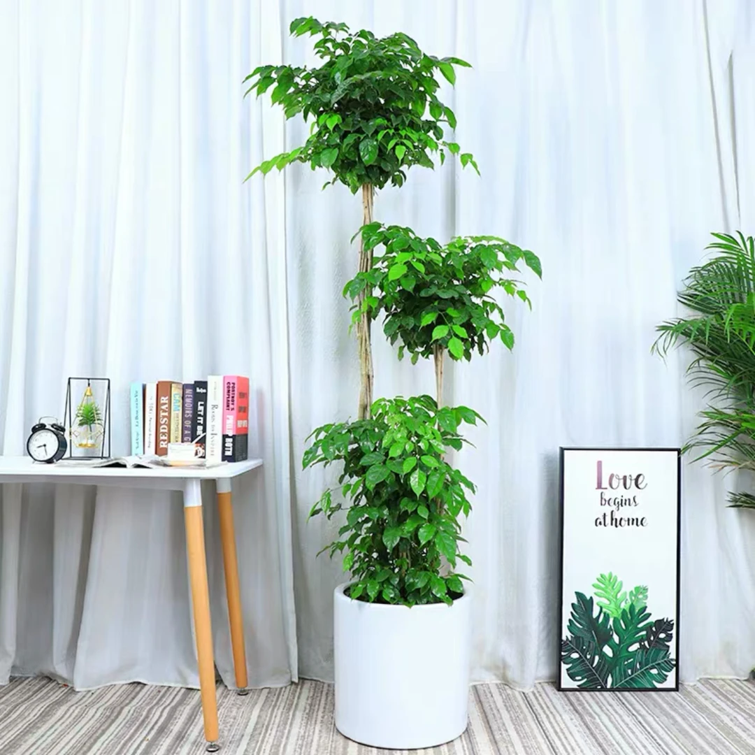 大摆件幸福树绿宝盆栽室内绿植造型美观可净化空气适合办公室客厅