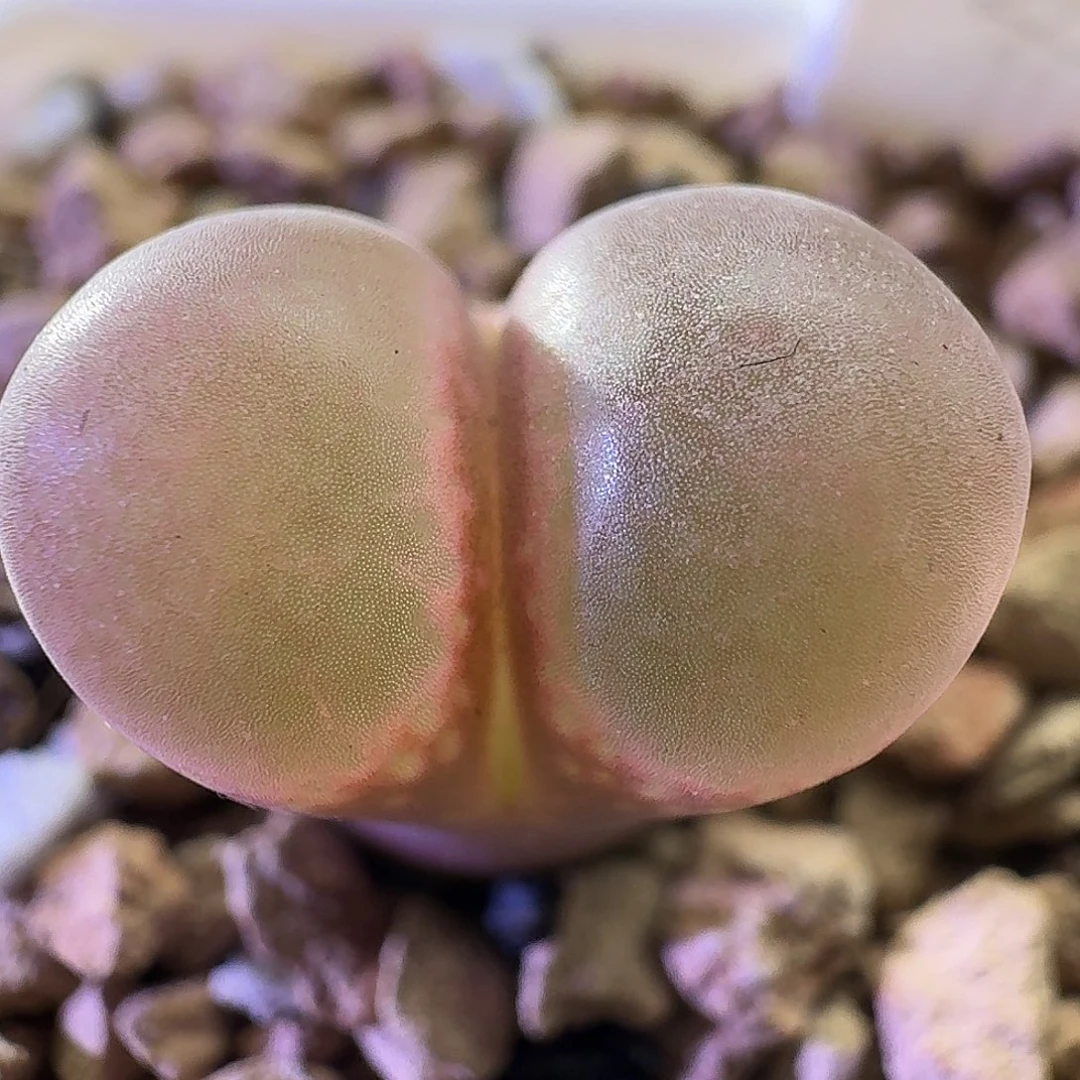 红风铃肉锥植物157