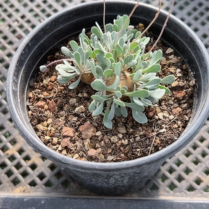 格加厚敦菊母本，带盆，一物一拍